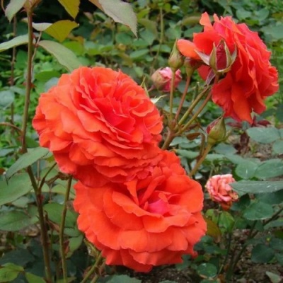 Роза АНЖЕЛИКА чайно-гибридная  в Сочи