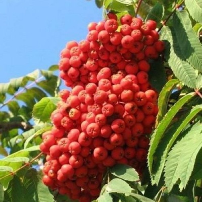 Рябина НЕВЕЖИНСКАЯ сладкоплодная в Сочи