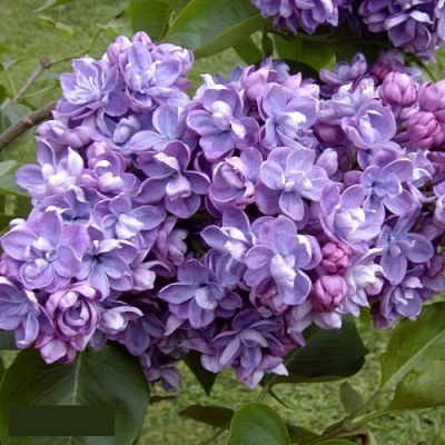 Сирень АМИ ШОТТ в Сочи