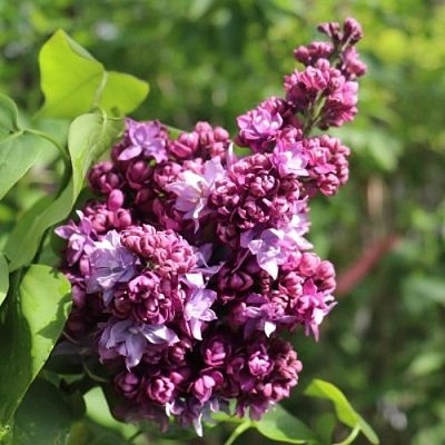 Сирень МАРШАЛ МАЛИНОВСКИЙ в Сочи
