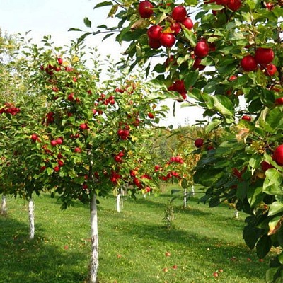 Плодовые деревья в Сочи
