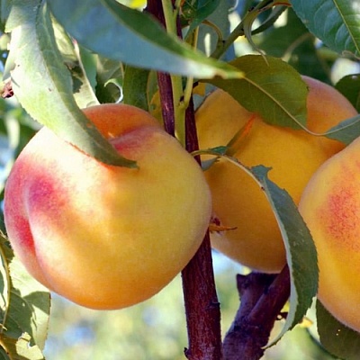 Персики в Сочи