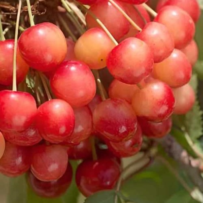 Черешня ЮЛИЯ в Сочи