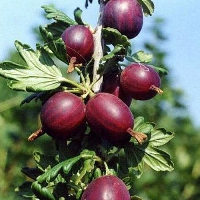 Крыжовник СЛИВОВЫЙ в Сочи