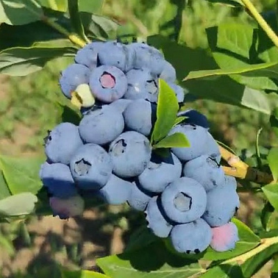 Голубика МЕГАС БЛЮ в Сочи
