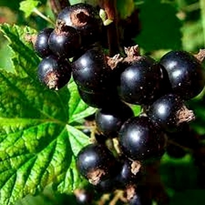 Смородина чёрная ДАБРАДЗЕЯ в Сочи