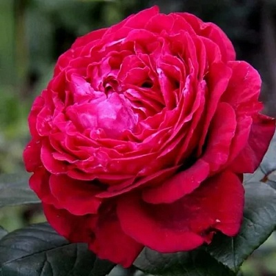 Роза 4 ВЕТРОВ флорибунда  в Сочи