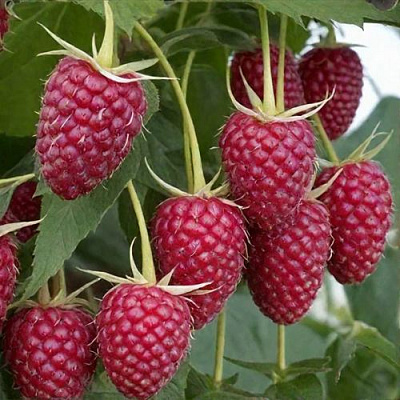 Высокая в Сочи