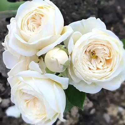 Роза АРТЕМИС шраб в Сочи