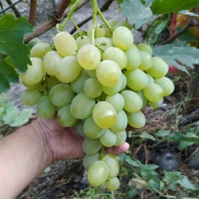 Виноград ВАНЮША в Сочи