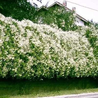 Фаллопия Фаллопия в Сочи