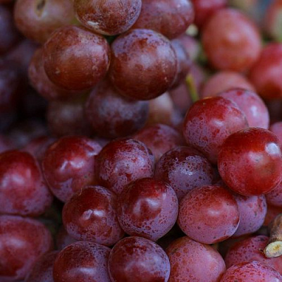 Красный в Сочи