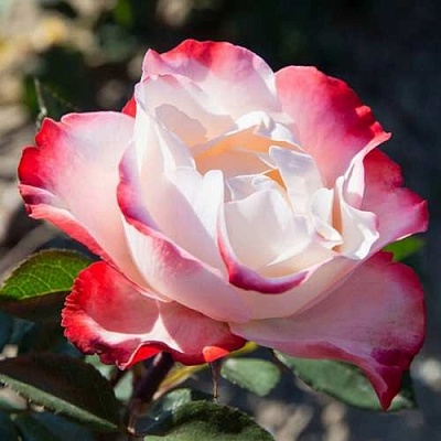 Роза НОСТАЛЬЖИ чайно-гибридная  в Сочи