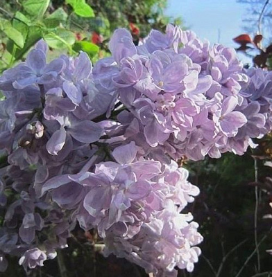 Сирень ЛЕТНИЙ САД в Сочи