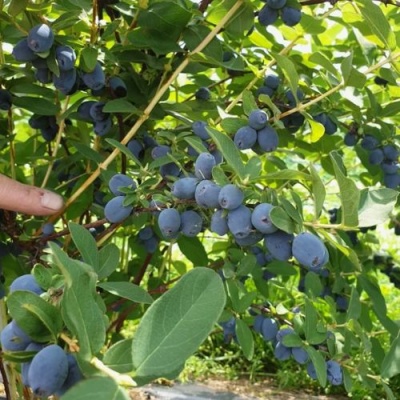Жимолость съедобная КЛУБНИЧНАЯ СЕНСАЦИЯ в Сочи