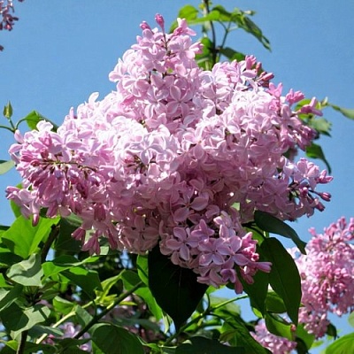 Сирень БУФФОН в Сочи