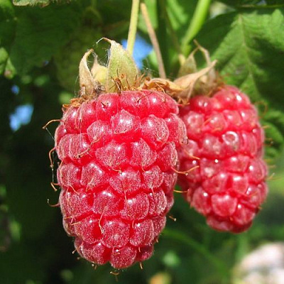 Крупная в Сочи