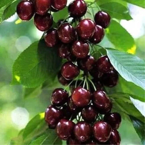 Черешня УДИВИТЕЛЬНАЯ в Сочи