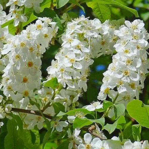 Черемуха ЧАЙКА в Сочи
