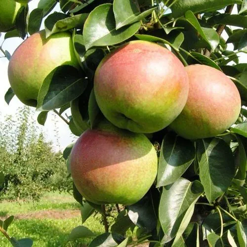 Груша КУПАЛА в Сочи