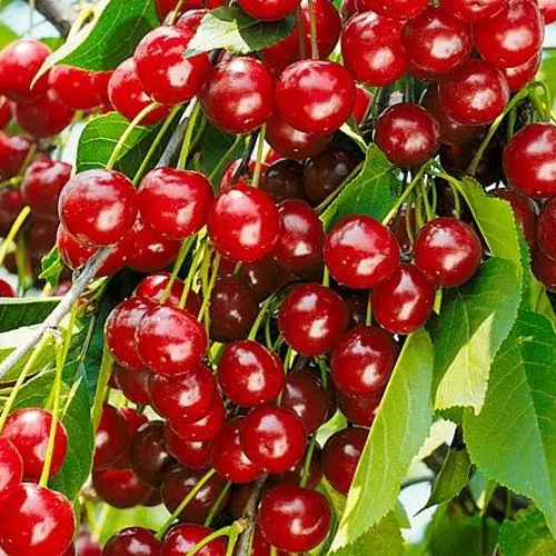 Вишня БРУСНИЦЫНА степная в Сочи