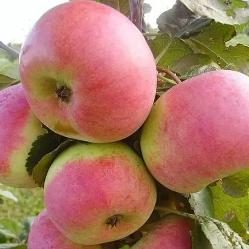 Яблоня АУКСИС в Сочи