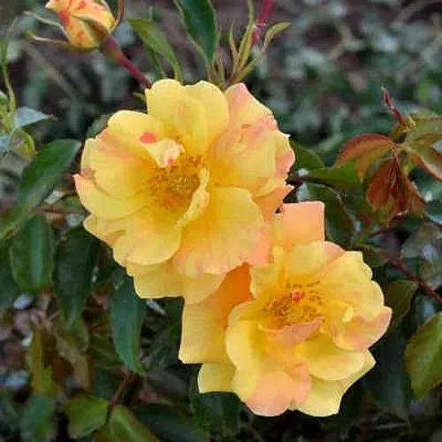Роза АНГЕЛИНА ФРЕСКА флорибунда  в Сочи