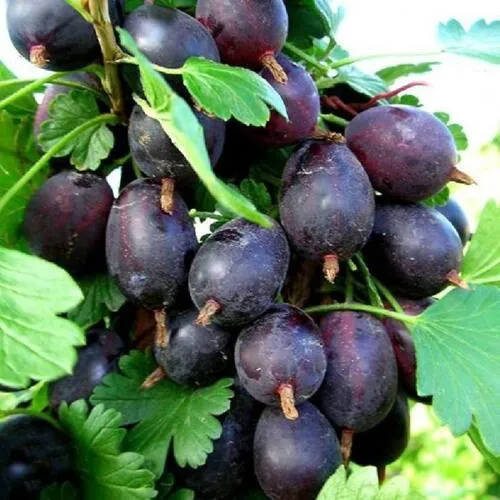 Крыжовник ЧЕРНОМОР в Сочи