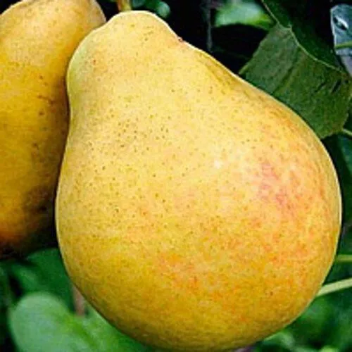 Груша САХАРНАЯ в Сочи