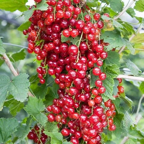 Смородина красная РЕД ЛЕЙК в Сочи