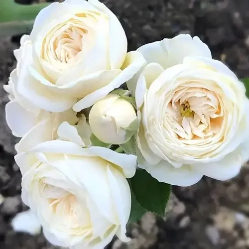 Роза АРТЕМИС шраб в Сочи