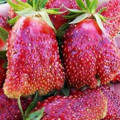 Клубника КУПЧИХА в Сочи