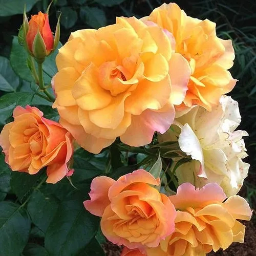 Роза ТЕКИЛА флорибунда  в Сочи