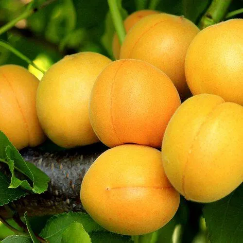Абрикос ЦАРСКИЙ в Сочи
