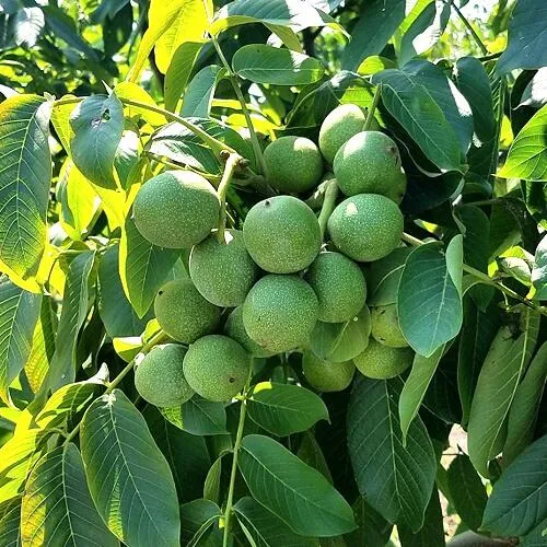 Грецкий орех  ИЗЯЩНЫЙ в Сочи